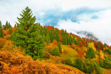 View of majestic mountain forest. Gorgeous foggy hill with colorful coniferous trees. Concept of...
