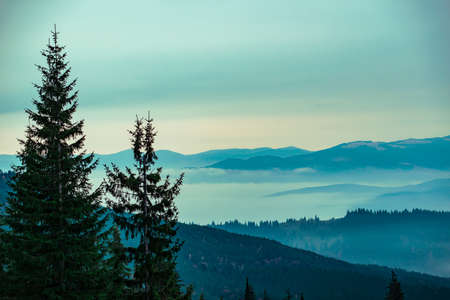 View of breathtaking dawn in coniferous forest. Silhouettes of fir trees with magical sky on background. Concept of beauty of nature.の写真素材