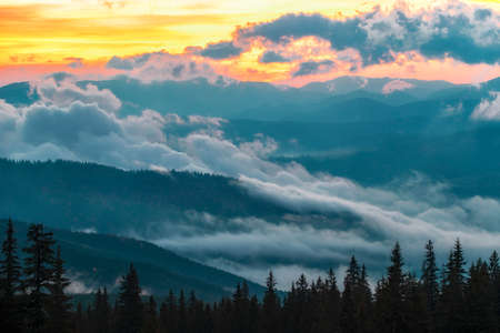 View of breathtaking dawn in coniferous forest. Silhouettes of fir trees with magical sky on background. Concept of beauty of nature.の写真素材