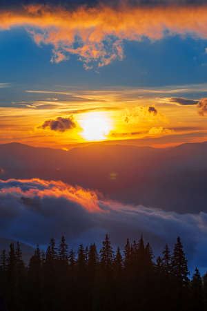 View of breathtaking dawn in coniferous forest. Silhouettes of fir trees with magical sky on background. Concept of beauty of nature.の写真素材