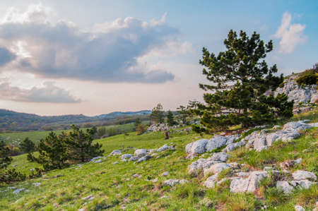 Photo from top of Ai-Petri mountain, tree grows on rock, beautiful horizon and blue sky with white cloudsの写真素材