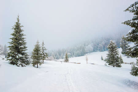 Bewitching stern panorama of tall fir trees covered with snow grow in the forest in winter frosty day. The concept of harsh northern nature and recreation in the countryside in winterの写真素材