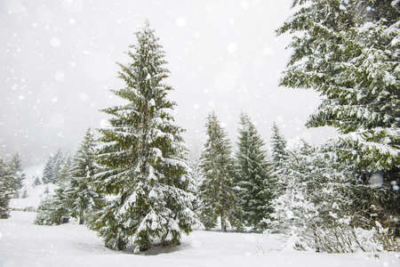 Bewitching stern panorama of tall fir trees covered with snow grow in the forest in winter frosty...