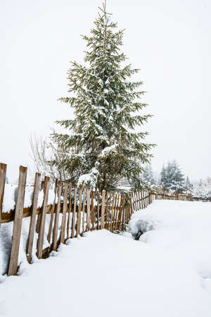 Beautiful panorama of fences peeping out from under high snowdrifts against a background of tall snowy fir trees in fog. The concept of suburban northern European natureの写真素材