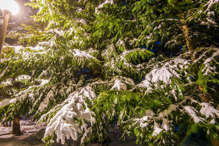 Trees covered with snow, dark sky and shining lantern through snowing. Park scene. Night shot.の写真素材