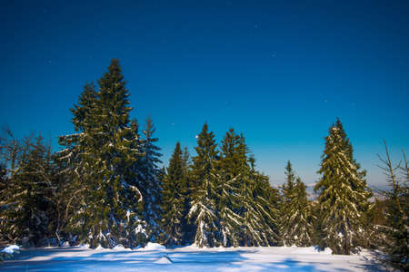 Beautiful landscape with majestic tall fir trees growing among white snowdrifts against the blue sky on a sunny frosty winter day. Concept of trekking and eco friendly vacation. advertising spaceの写真素材
