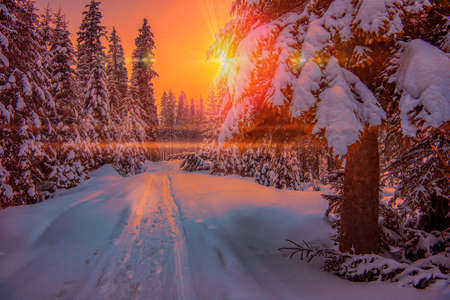 Impassable snowy winter forest road among tall spruce trees on a cloudy frosty day. Countryside Winter Travel and Trekking Conceptの写真素材