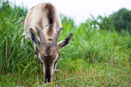Farm smoke goat eating grass in pasture, enjoying warm summer day. Front view of gray domestic animal with horns and collar on long leash eating grass in countryside. Farm animals concept.の写真素材