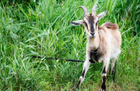 Domestic smoke goat with horns walking in pasture, enjoying warm summer day. Closeup view of beautiful gray farm animal with collar on long leash in countryside eating grass. Farm animals concept.の写真素材