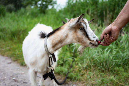 Hand of unrecognizable farmer holding cherry, man feeding young hairy female goat outdoors. Domestic farm animal grazing, wearing collar on long leash, summer meadow, green grass.の写真素材