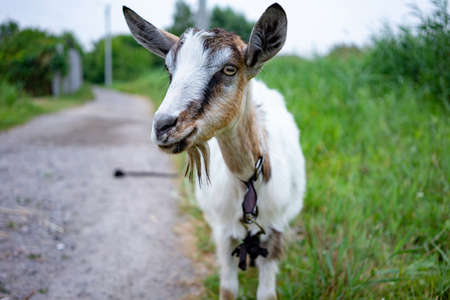 Domestic white and gray goat standing on leash in pasture, enjoying warm summer day. Front view of little farm animal with collar in countryside looking aside. Farm animals concept.の写真素材
