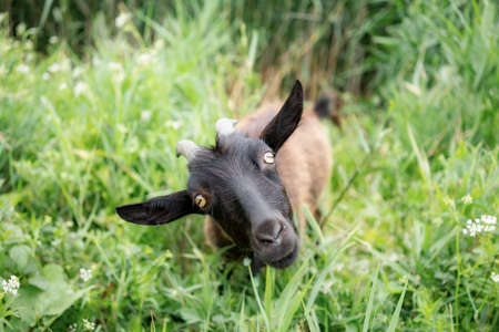 Domestic dark brown goat without horns walking in pasture, enjoying summer day. Closeup view of farm animal with collar on long leash standing in countryside. Farm animals concept.の写真素材
