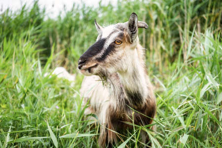 Domestic smoke goat with horns walking in pasture, enjoying warm summer day. Closeup view of beautiful gray farm animal with collar on long leash in countryside eating grass. Farm animals concept.の写真素材