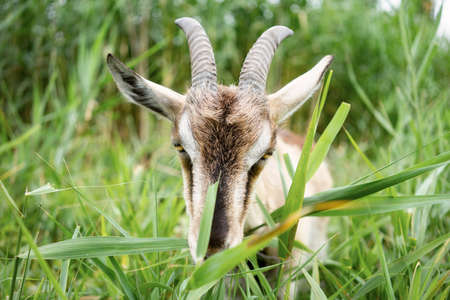 Farm smoke goat eating grass in pasture, enjoying warm summer day. Front view of gray domestic animal with horns and collar on long leash eating grass in countryside. Farm animals concept.の写真素材