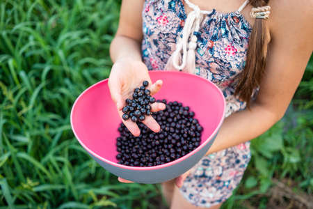 Unrecognizable girl holding bowl with black currant berries.の写真素材