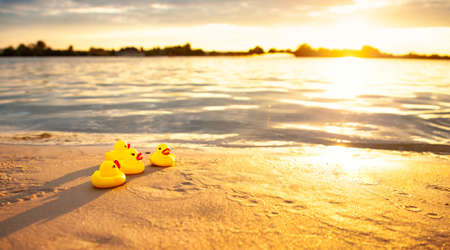 Selective focus of row of cute small yellow rubber ducks on seashore in summer evening, beautiful...