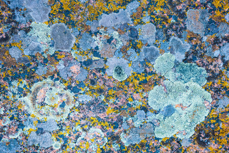 Multi-colored fungus texture on the stones