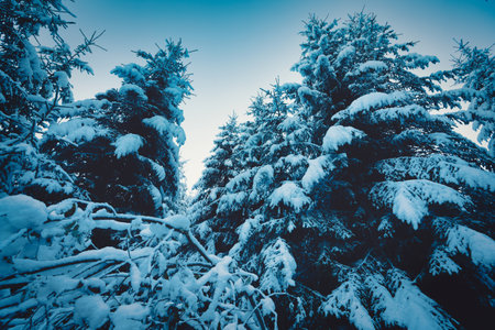 Tall dense old spruce trees grow on a snowy slope in the mountains on a cloudy winter foggy day. The...