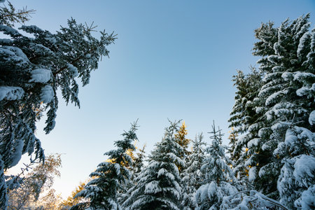 Tall dense old spruce trees grow on a snowy slope in the mountains on a cloudy winter foggy day. The concept of the beauty of the winter forest and protected areasの写真素材