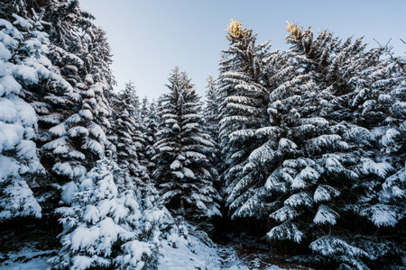 Tall dense old spruce trees grow on a snowy slope in the mountains on a cloudy winter foggy day. The...