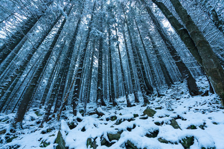 Tall dense old spruce trees grow on a snowy slope in the mountains on a cloudy winter foggy day. The concept of the beauty of the winter forest and protected areasの写真素材