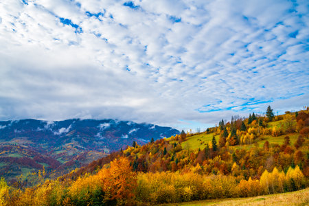 Colorful dense forests in the warm green mountains of the Carpathians covered with thick gray fogの写真素材