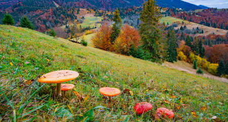 Beautiful wild mushrooms on a green meadow in a dense multicolored forest in the Carpathian...
