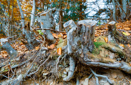 Old rotten stump sprinkled with multi-colored fallen leaves in an autumn dense forest and green mold