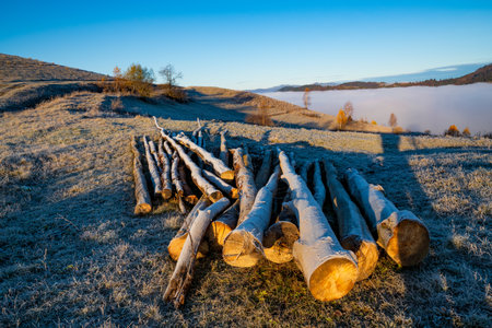 Cut trees used for heating houses lie on the frozen ground in cold weather in an early frosty morningの写真素材