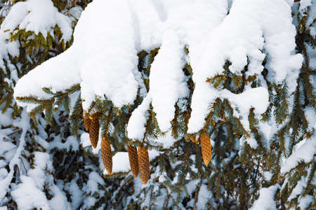 Frozen fir branches covered with a layer of snowの写真素材