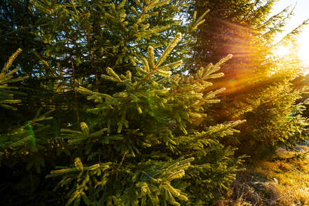 Funny cute Christmas tree sprinkled with white snow on a sunny meadow in the Carpathian mountainsの写真素材