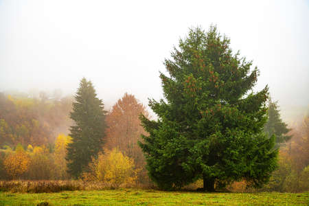 Colorful trees in the Carpathian mountains covered with thick gray fogの写真素材