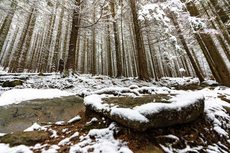 Tall dense old spruce trees grow on a snowy slopeの写真素材