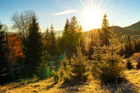 Funny cute Christmas tree sprinkled with white snow on a sunny meadow in the Carpathian mountainsの写真素材