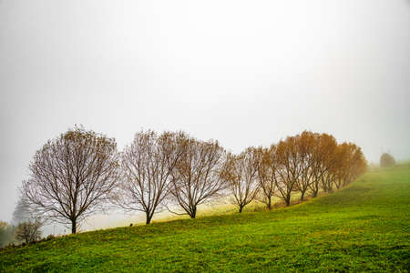 Colorful trees in the Carpathian mountains covered with thick gray fogの写真素材