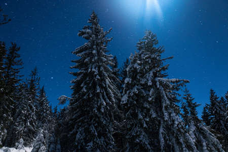 Beautiful nature starry sky with snowy fir