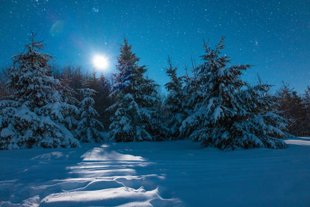 Beautiful nature starry sky with snowy firの写真素材
