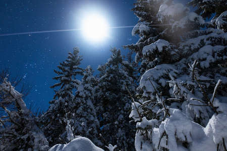 Beautiful nature starry sky with snowy fir