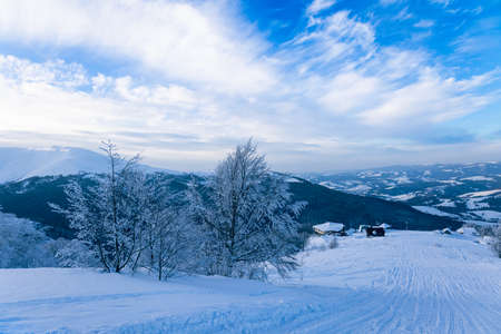 Small fragile tree covered with hoarfrost lonely growsの写真素材