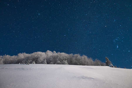 Beautiful nature starry sky with snowy fir