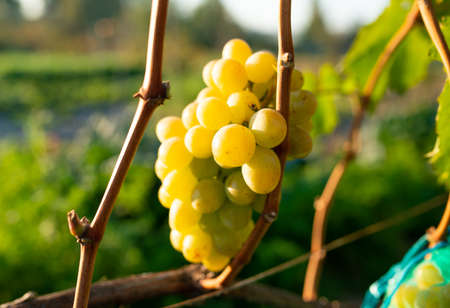 Ripe round berries of green grape bunch growing on thin branch at vineyard against vivid bushes at...