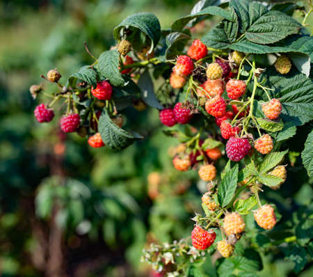 Bush of green leaves and bunch of pink and yellow raspberry berries ripening in orchard under bright...