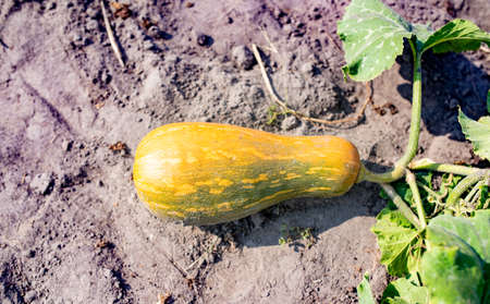 Yellow and green-colored zucchini with long stem and big leaves growing on ground in vegetable garden at bright sunlight closeupの写真素材