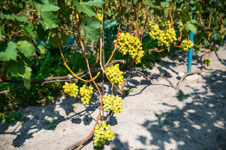 Thin long grapevines with bunches of green grape berries cast shadows on ground of country house orchard at bright sunlight closeupの写真素材