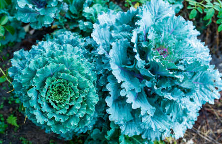 Big green head of cabbage with holes on broad leaves growing on ground in vegetable garden under scorching sunlight closeupの写真素材