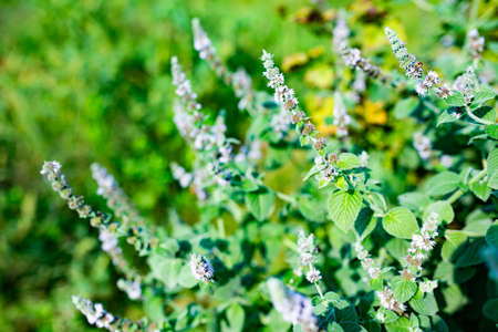 Row of vibrant green-colored leaf bushes of already gathered strawberries growing on ground of...