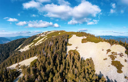 Evergreen forest on top of high mountain under blue sky