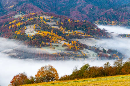 High hill with lush colorful trees and dry yellow grass against deep gorge covered with heavy fog under pink blue sky in autumnの写真素材