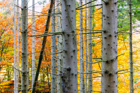 Mountain river wild stone bank with rapids against colorful trees growing on hill slopes under blue sky with floating clouds in autumnの写真素材
