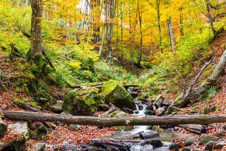 Mountain river with autumn leaves and boulders overgrown with moss in the autumn forest of the Carpathian Mountainsの写真素材